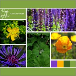 Ready-made Flower Border Purple & Yellow (12 plants: 2m²)