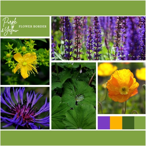 Ready-made Flower Border Purple & Yellow (12 plants: 2m²)