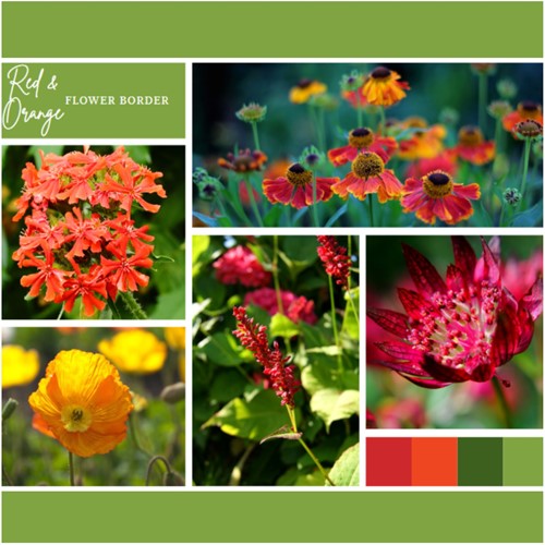 Ready-made Flower Border Red & Orange (6 plants: 1m²)