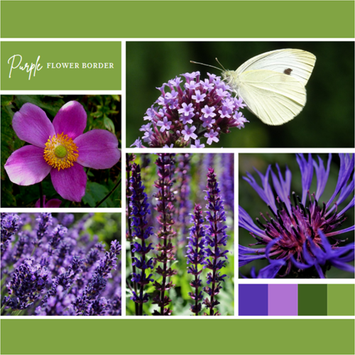 Ready-made Flower Border Purple (9 plants: 1,5m²)