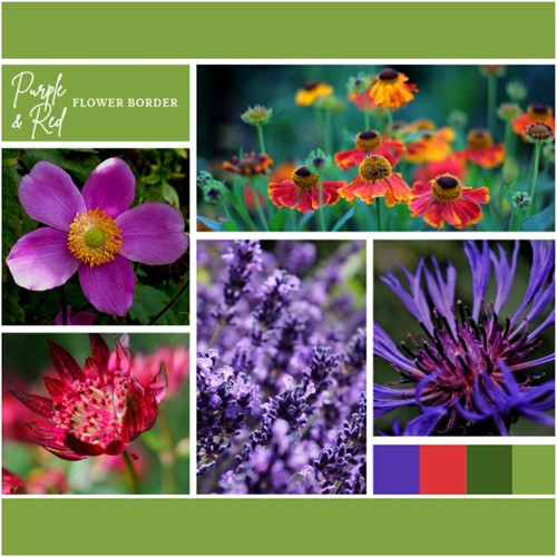 Ready-made Flower Border Purple & Red (12 plants: 2m²)