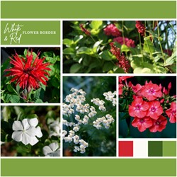 Ready-made Flower Border White & Red (12 plants: 2m²)