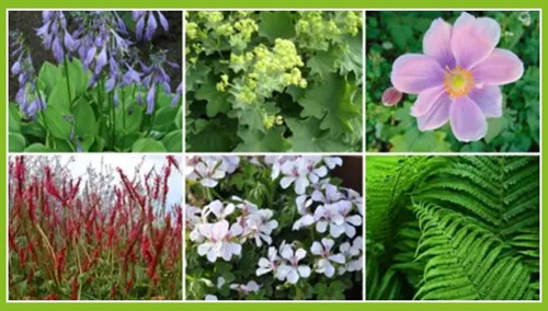 Borderpakket Schaduwtuin (12 planten: 2m2)-2