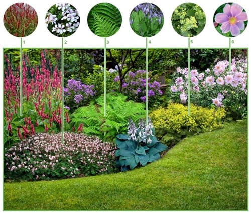 Colourful Shadow Garden Border (6 plants)