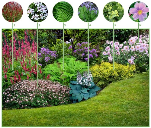 Colourful Shadow Garden Border (12 plants: 2m2)