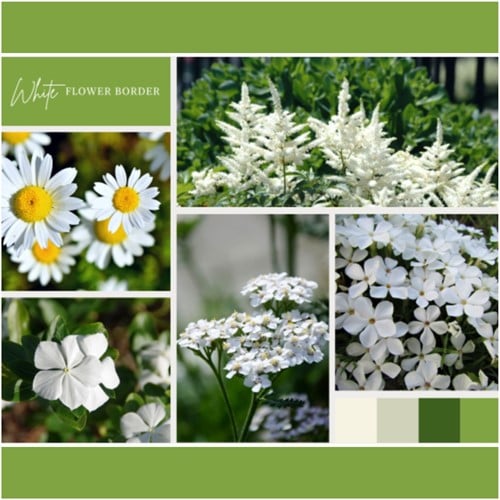 Ready-made Flower Border White (9 plants: 1,5m²)