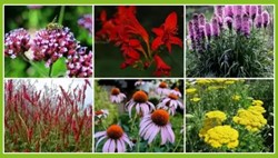 Happy Butterfly Garden Border (9 plants: 1,5m2)