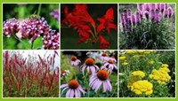 Borderpakket Vrolijke Vlindertuin (12 planten: 2m2)-2