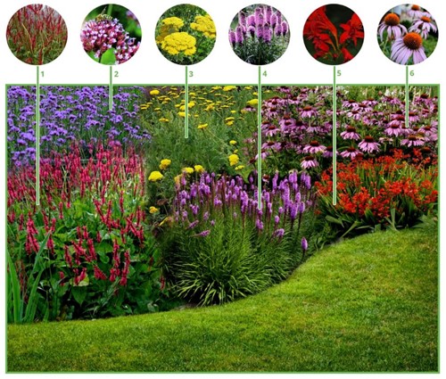 Happy Butterfly Garden Border (6 plants: 1m2)