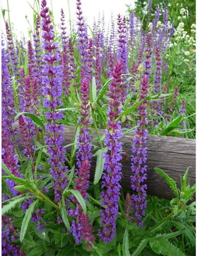 Sage Caradonna - Salvia nemorosa (Three-pack)
