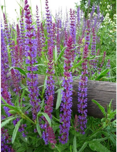 Sage Caradonna - Salvia nemorosa (Six-pack)
