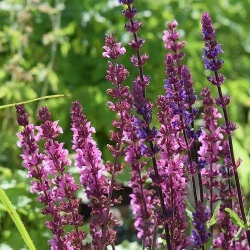 Sage Rose Queen - Salvia Nemorosa (Three-pack)