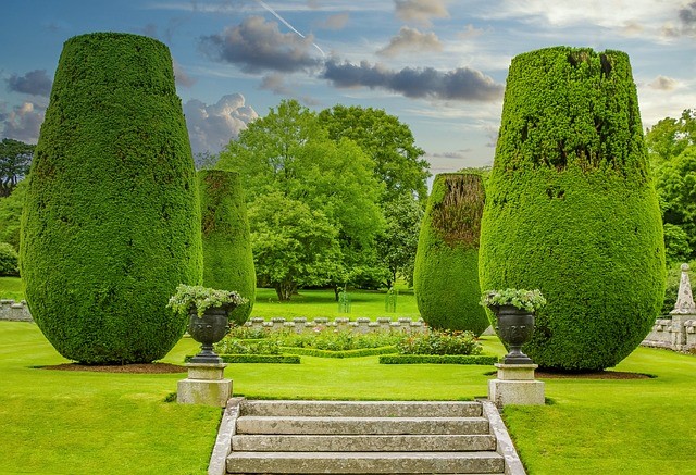 Prune boxwood