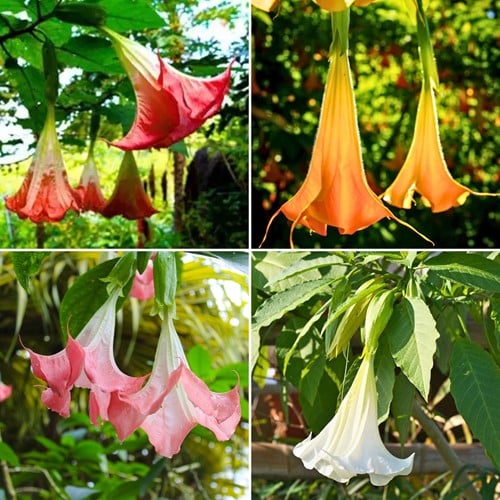 Brugmansia Mix – Angel’s Trumpet Mixed (Four-Pack)