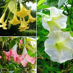 Brugmansia Mix – Angel’s Trumpet Mixed (Three-Pack)