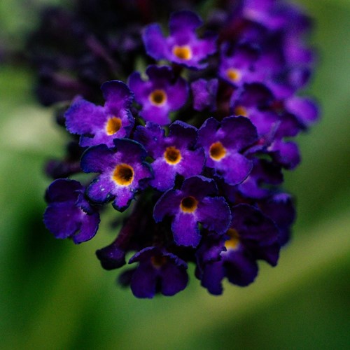 Butterfly Bush Buddleja Blue