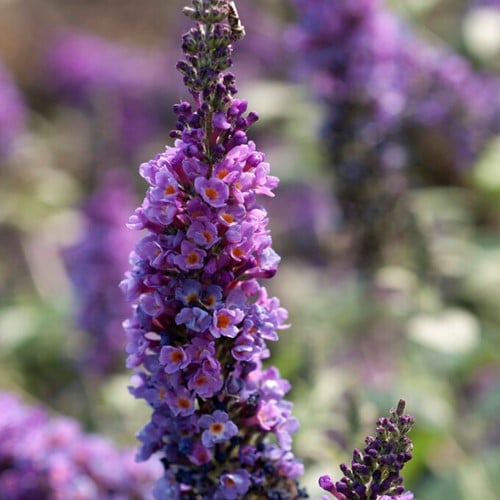 Butterfly-bush Lilac Chip - Buddleja