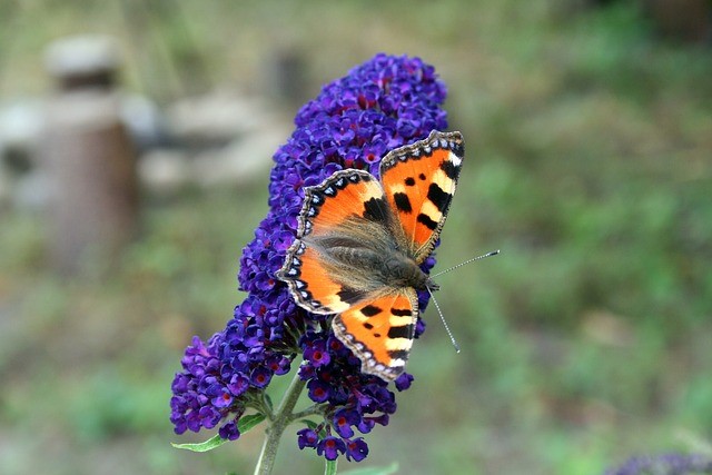 Prune butterfly-bush