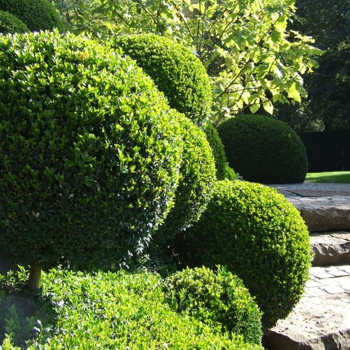 Boxwood hedge 1 meter - Buxus (Six-pack)-2