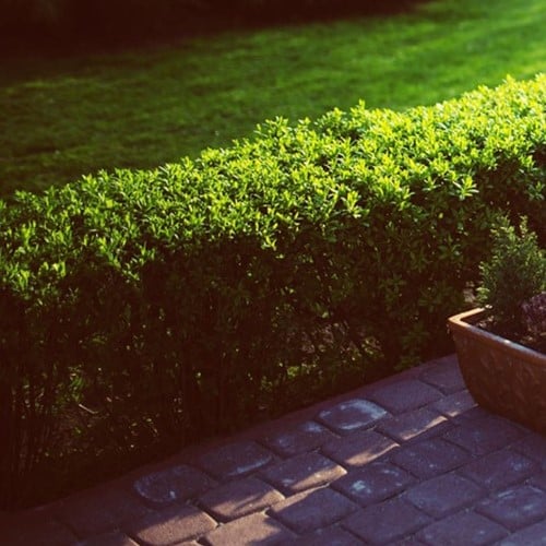 Boxwood - Buxus