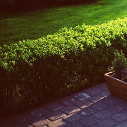 Boxwood hedge 1 meter - Buxus (Six-pack)