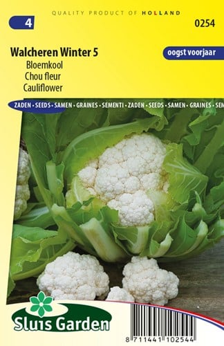Cauliflower Walcheren Winter 5