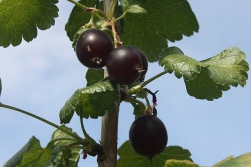 Ribes Nidigrolaria Josta - Jostaberry