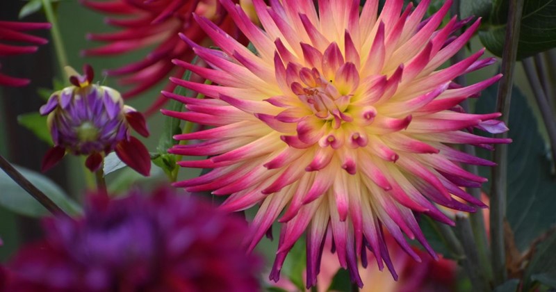 Cactus dahlias: strong summer bloomers with striking flowers