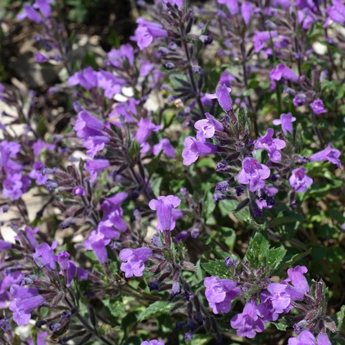Calamintha Marvelette Blue - Calamint (Six pack)