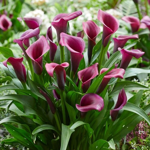Zantedeschia Durban – Arum Lily, Calla