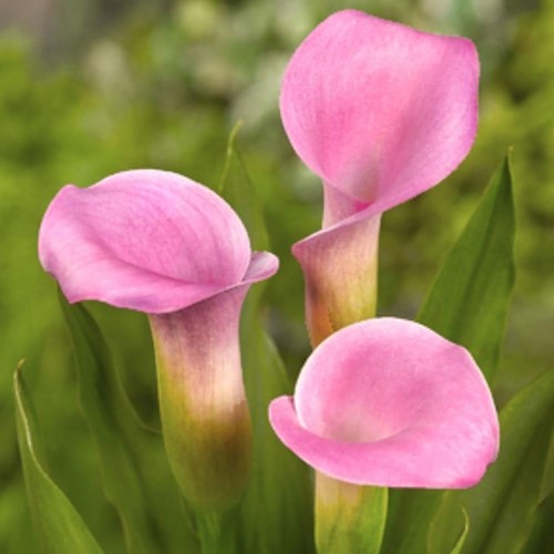 Calla Pink