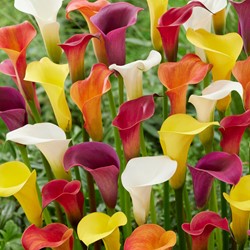 Calla Mix - Zantedeschia