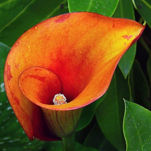 Calla Zantedeschia Orange