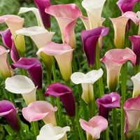 Buy Zantedeschia Pastel Mix online at Gardencentre Koeman