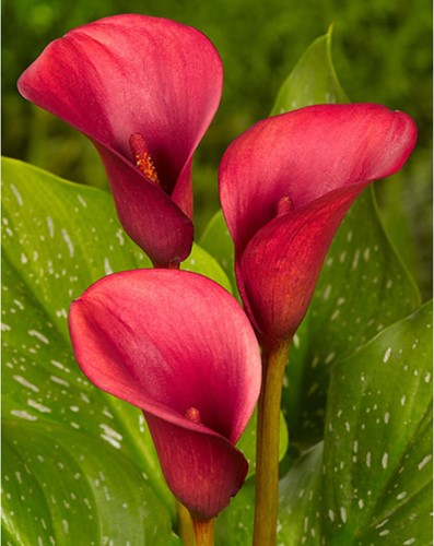 Calla Red