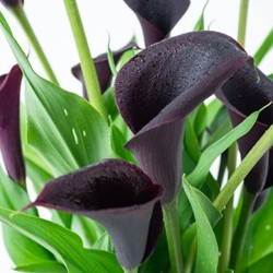 Calla Black