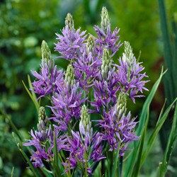 Camassia quamash Bear's Grass