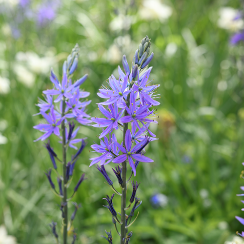 Camassia quamash Bear's Grass