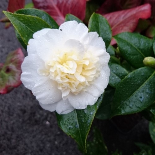 Camellia Japonica Brushfield's Yellow