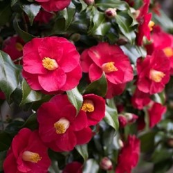 Camellia japonica Dr. King