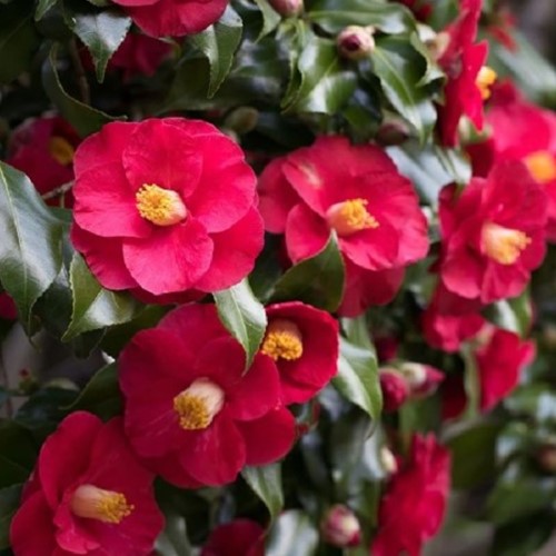 Camellia japonica Dr. King