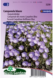 Bellflower Carpathian Blue, Tussock