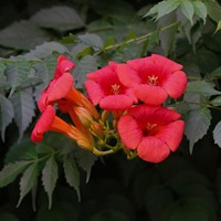 Campsis radicans - Trumpet vine