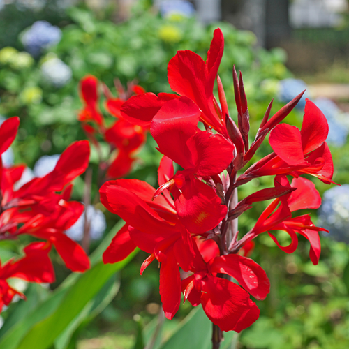 Canna Red