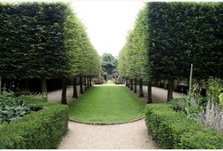 Common Hornbeam - Carpinus betulus, hedge 10x