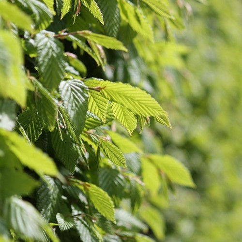 Common Hornbeam - Carpinus betulus