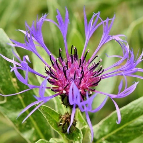 Centaurea montana - Cornflower