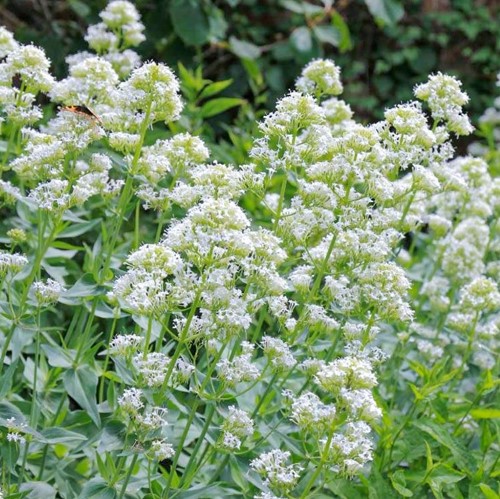 Centranthus ruber albus – Witte Spoorbloem