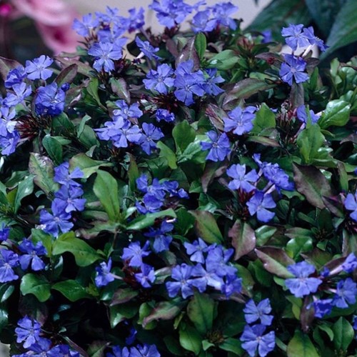 Ceratostigma plumbaginoides - Hardy blue-flowered leadwort
