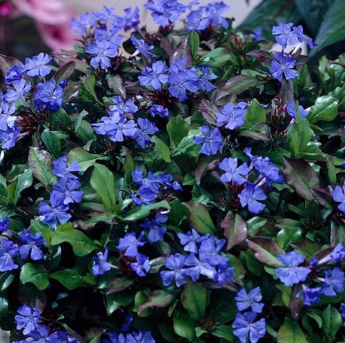 Ceratostigma plumbaginoides - Hardy blue-flowered leadwort